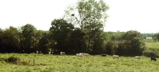 Heckenlandschaft in der Normandie