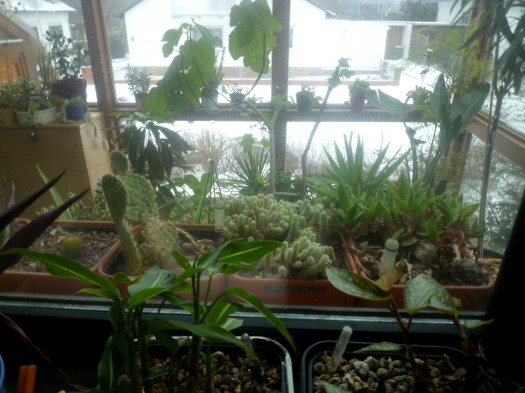 Blick aus dem Küchenfenster